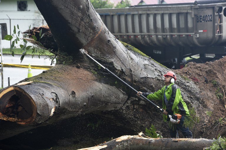 A worker cuts a tree that killed a boy when it fell during a storm in Panama City on November 22, 2016.
Tropical Storm Otto, that is expected to become a full-on hurricane in the Caribbean, was lurching toward Central America on Tuesday, with its rainy fringe already causing three deaths in Panama and prompting coastal evacuations in Costa Rica. In Panama, three people died from a mudslide and a falling tree provoked by the first outer dump of Otto&#39;s heavy rains, the head of the National Civil Protection Service, Jose Donderis, told AFP.
 / AFP PHOTO / Rodrigo ARANGUA