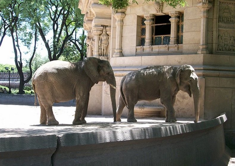 Elefantes de Buenos Aires