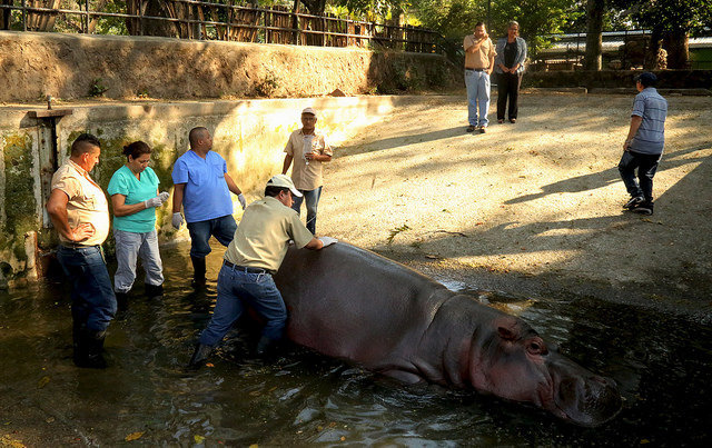 Gustavito, hipopótamo del zoológico nacional