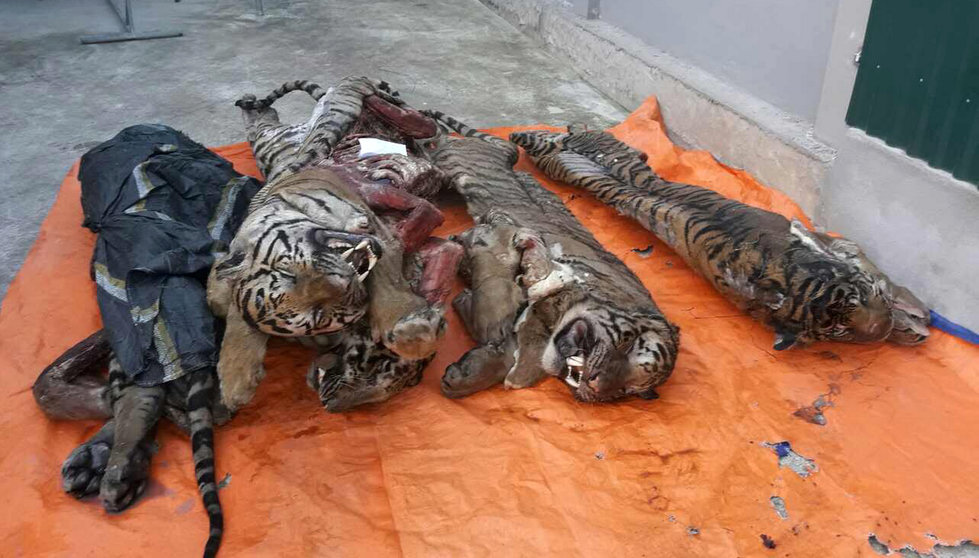 Tigres encontrados en un congelador en Vietnam