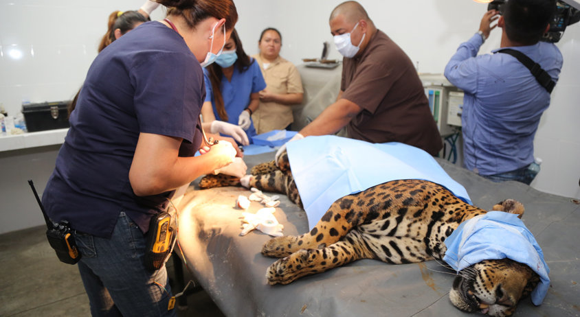 Flacucha, jaguar muerta en el Zoológico Nacional