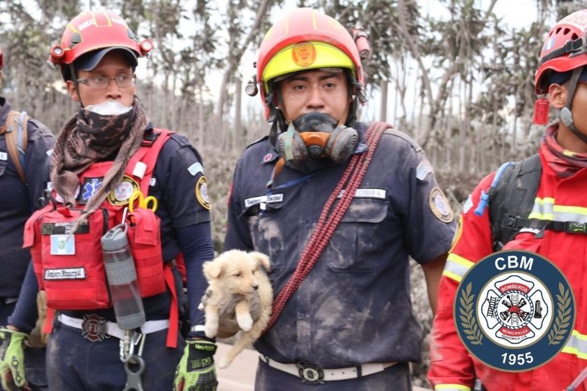 Bombero con perro rescatado