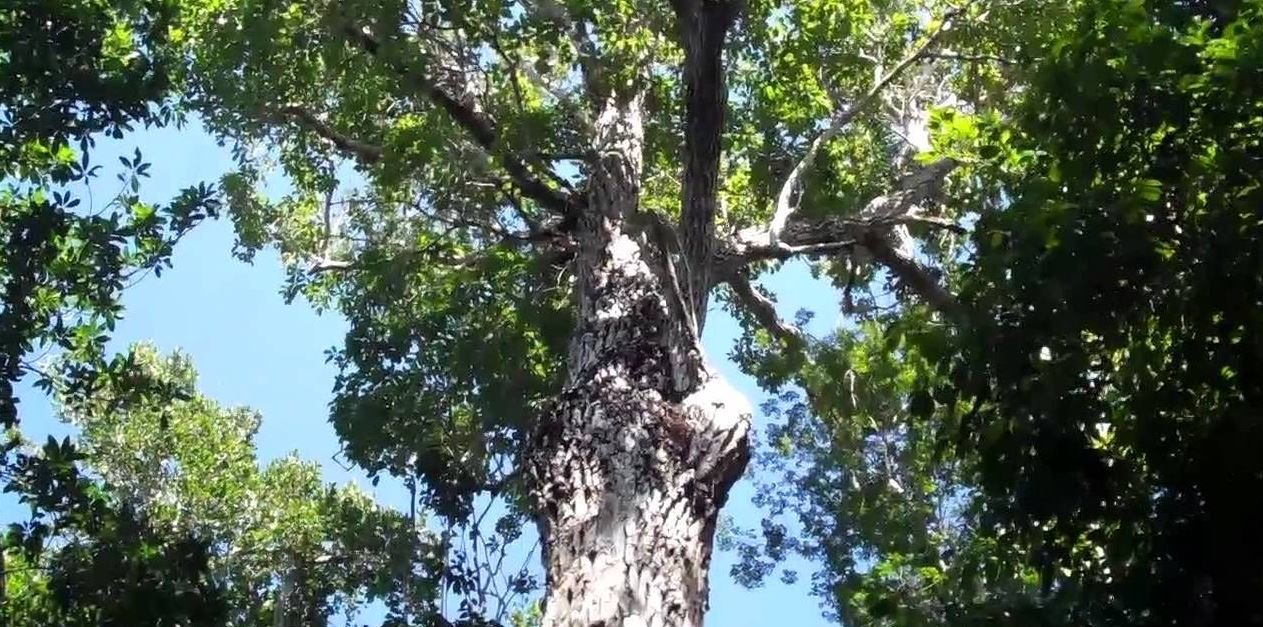 Árbol de Zapote Árbol de Zapote