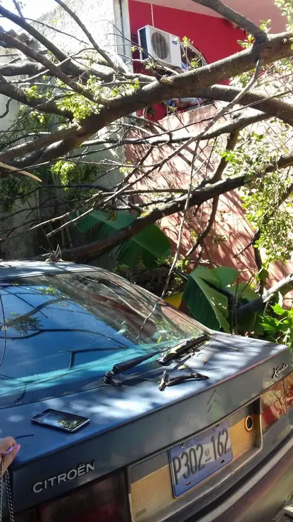 arbol ca&igrave;do 1