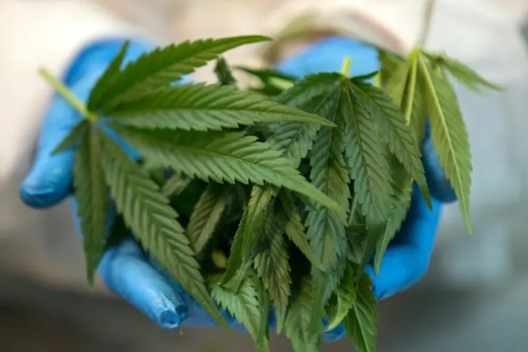 <p>Unas plantas de marihuana, fotografiadas en un invernadero de la farmec&eacute;utica Breath Of Life (BOL) cerca de Kfar Pines, en el norte de Israel, el 9 de marzo de 2016</p>