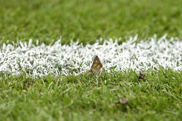 <p>Una polilla antes del comienzo de la final de la Eurocopa entre Francia y Portugal, el 10 de julio de 2016, en el Stade de France, en Saint-Denis (Francia)</p>