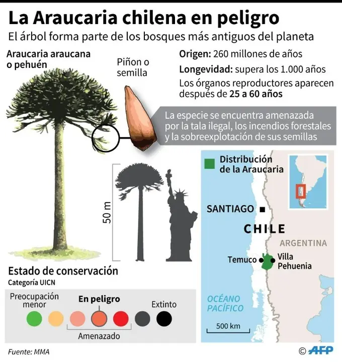 <p>Ficha sobre la Araucaria araucana o pehu&eacute;n, especie arb&oacute;rea en peligro de extinci&oacute;n</p>