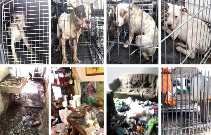 perros rescatados en m&eacute;xico