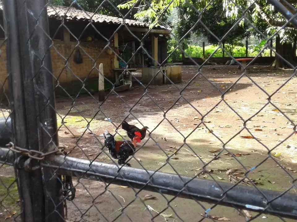 cant&oacute;n Los Casta&ntilde;os Caluco