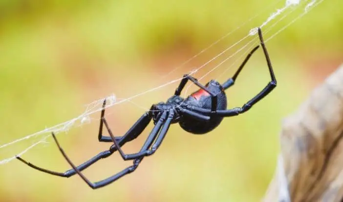 Ara&ntilde;a viuda negra