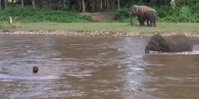 elefante rescata a hombre