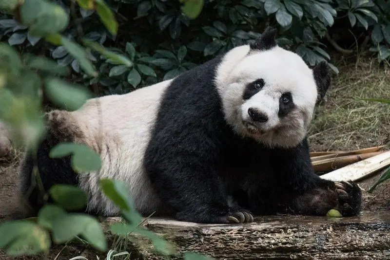 Panda Jia Jia