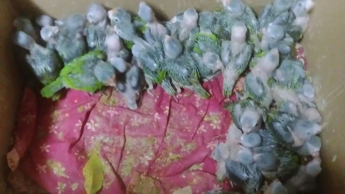 pericos recuperados en Zacatecoluca