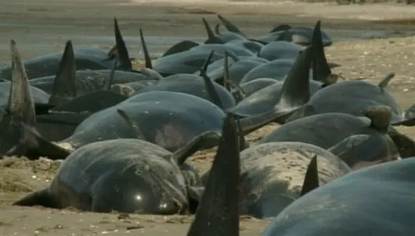 Ballenas Piloto (foto de ilustrativa).