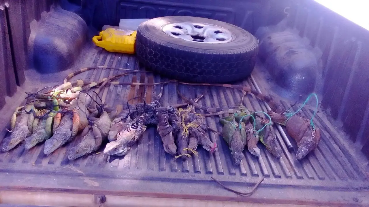 Decomiso de garrobos