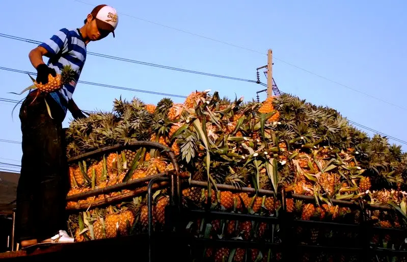 Cargamento de pi&ntilde;a