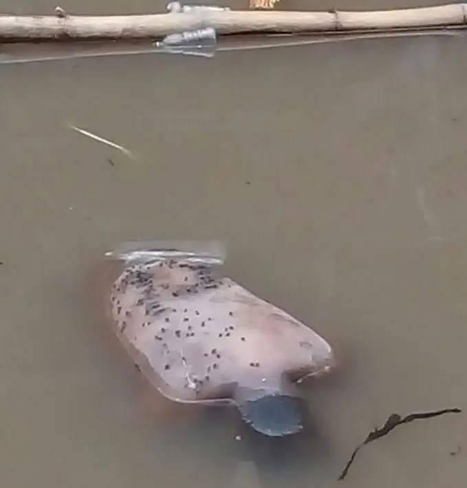 Rescate de cad&aacute;ver en Acelhuate