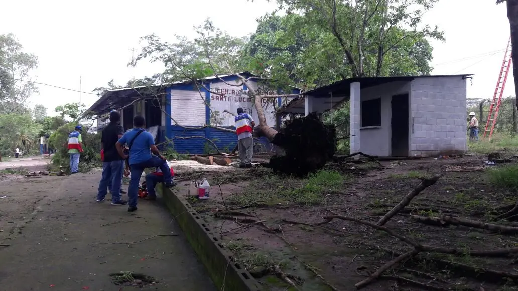 Arbol ca&iacute;do en La Libertad