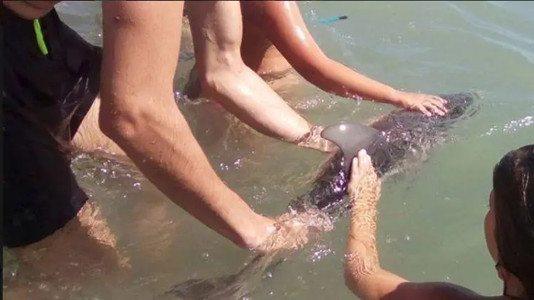 Muere delf&iacute;n en Espa&ntilde;a