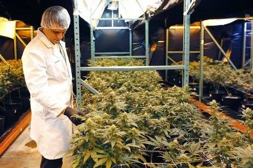 Licenciatura en Marihuana