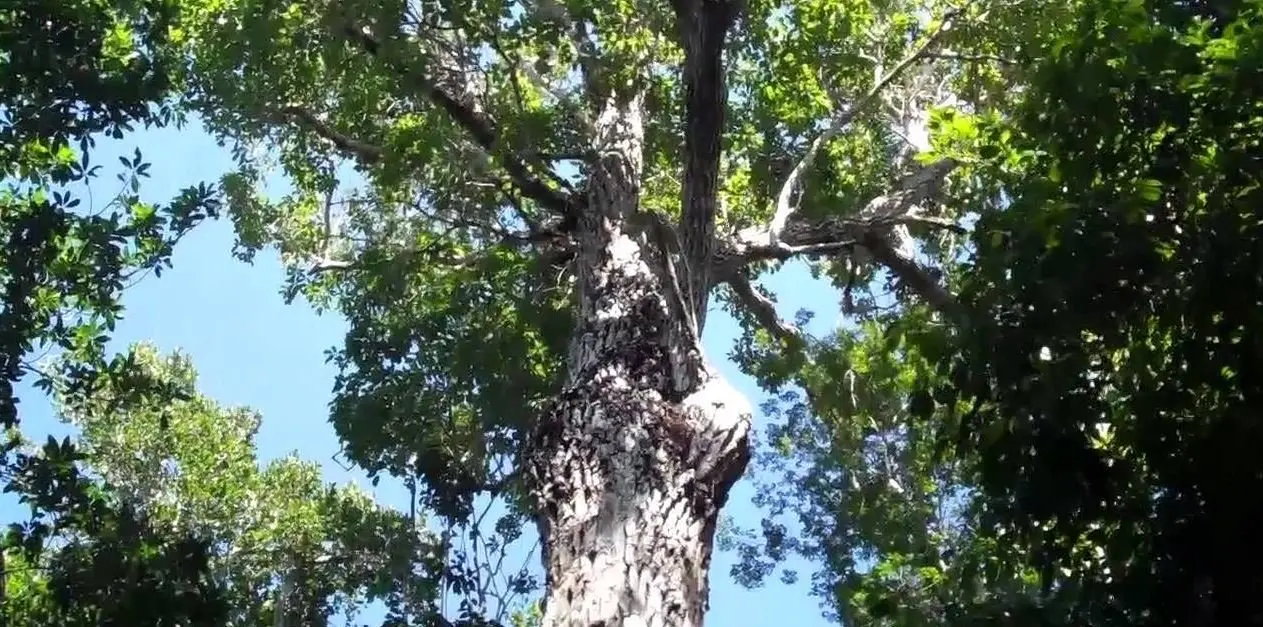 &Aacute;rbol de Zapote2