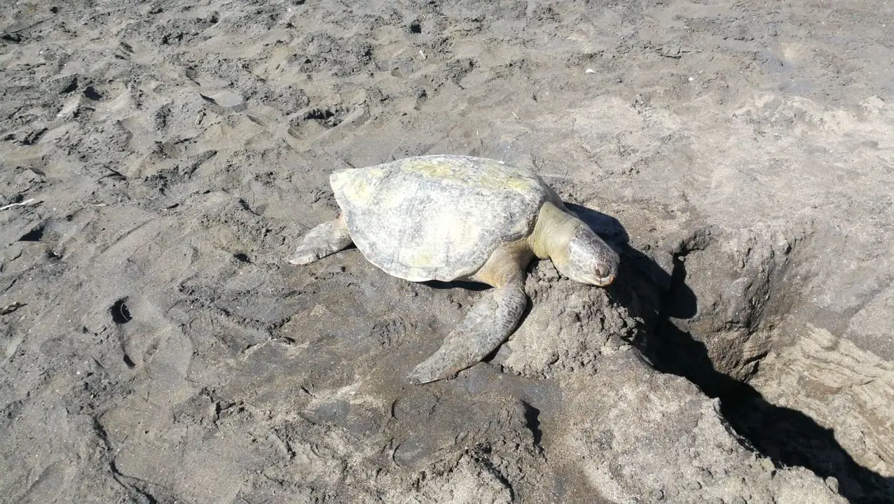 Tortugas muertas