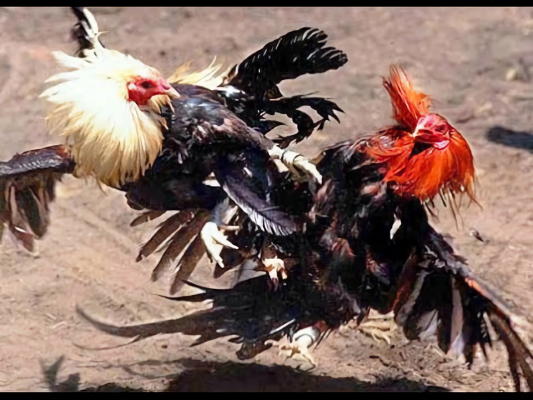 Gallos de pelea