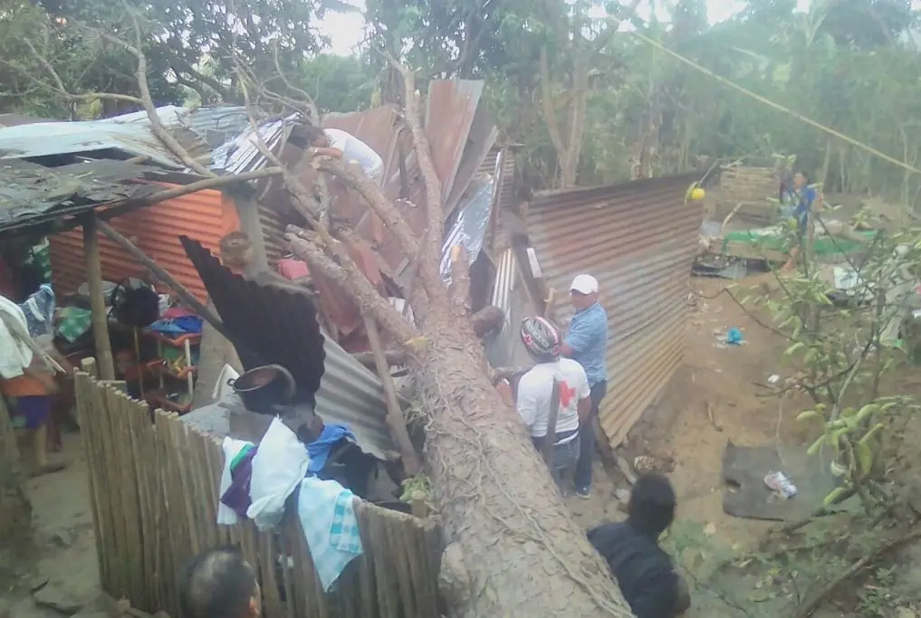 Ca&iacute;da de &aacute;rbol