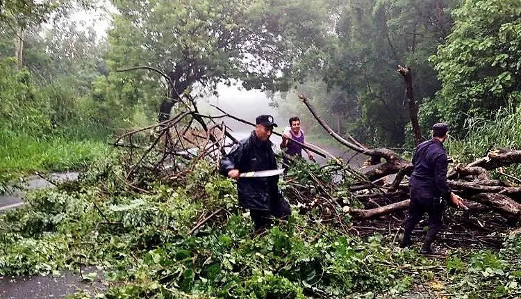 &aacute;rboles ca&iacute;dos 01