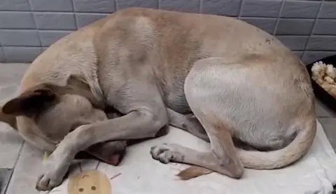 23bf2426-0fa1-11e9-82cf-7b137e13b8df_2415520_1546521493-kwuf-u11201667715511pjf-1024x590lastampa.it_