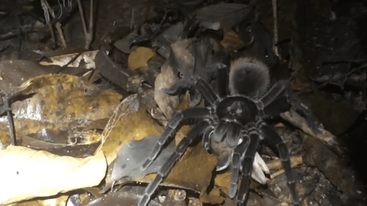 tarantula_gigante_mata_zarigueya_.png_1748969033