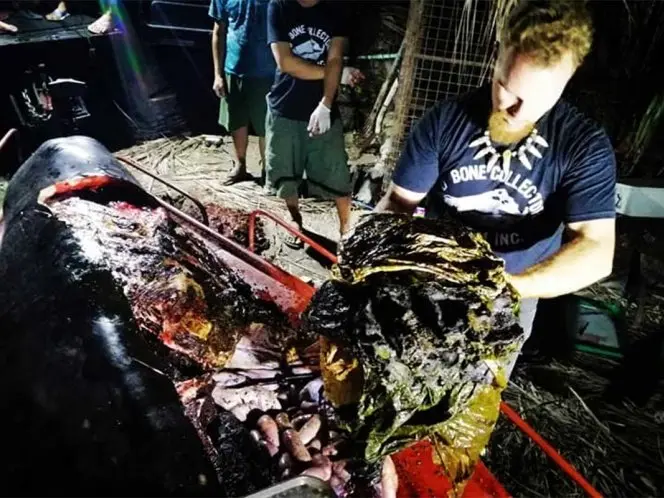 Ballena con pl&aacute;stico