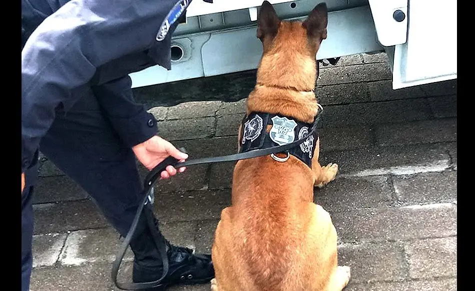 Unidad Canina de la Polic&iacute;a 6