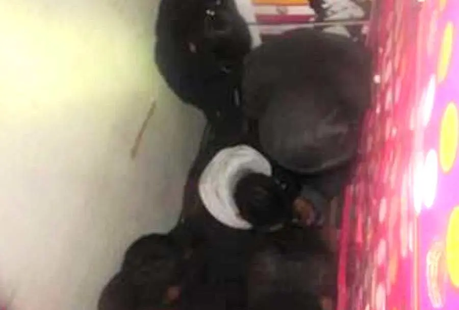 Salvadore&ntilde;os migrantes detenidos en Texas 3