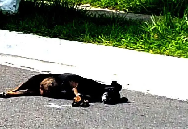 Perra pre&ntilde;ada