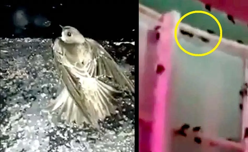 Video denuncia La Gran V&iacute;a 3