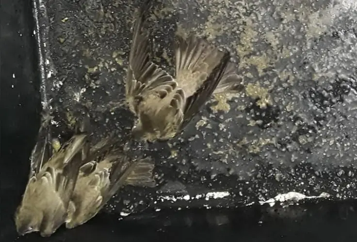 Aves en La Gran V&iacute;a