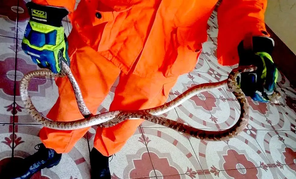 Masacuatas en San Vicente