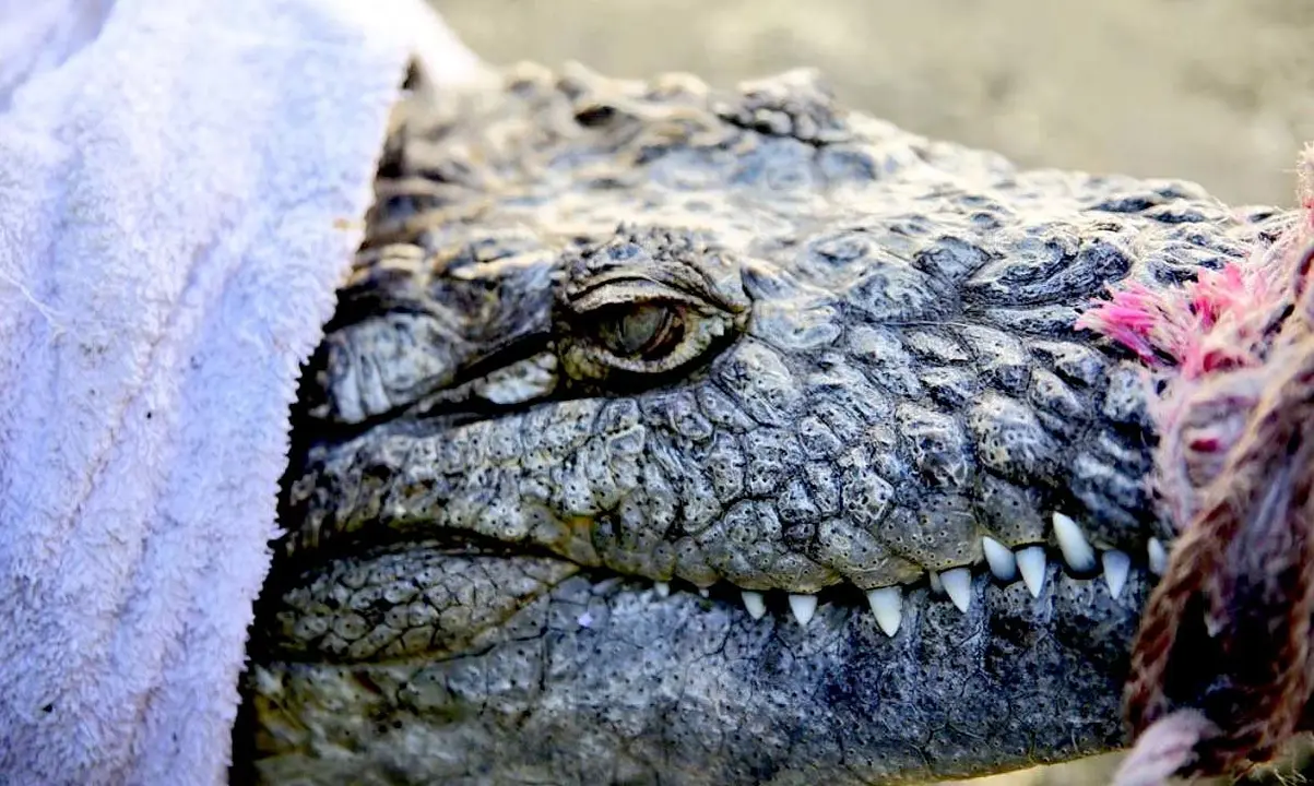 Cocodrilo pas&oacute; 14 a&ntilde;os en cautivero en colonia Sat&eacute;lite 3