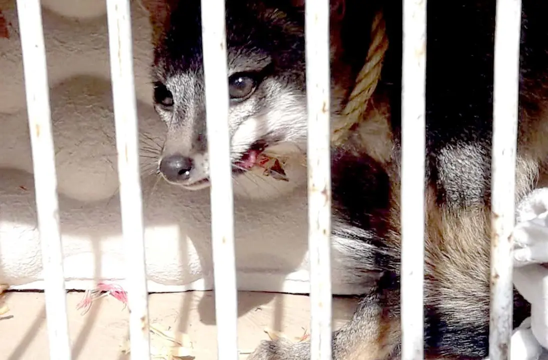 Zorro en Antiguo Cuscatl&aacute;n 1