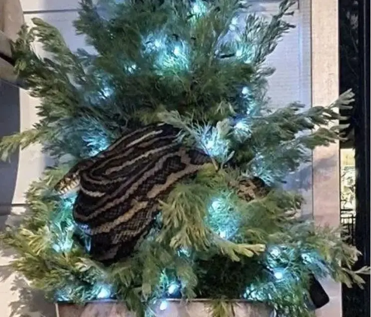 Pit&oacute;n en &Aacute;rbol de Navidad