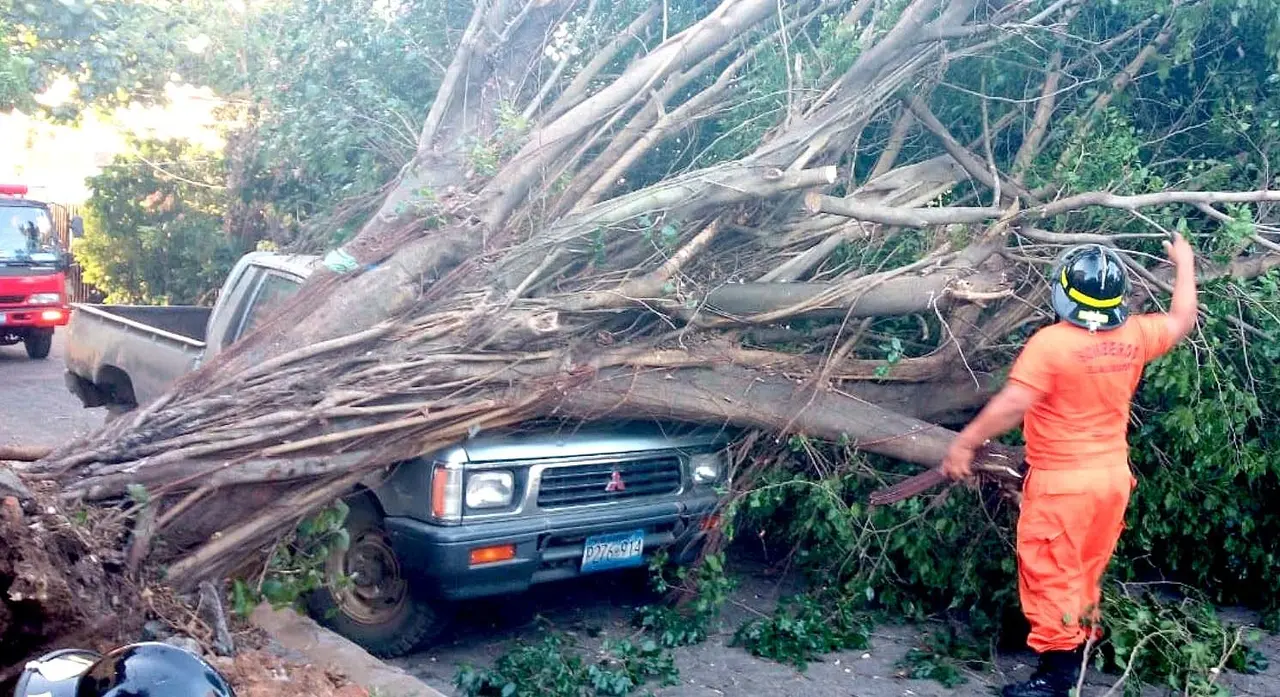 &Aacute;rbol cae en veh&iacute;culo en Sonsonate 1