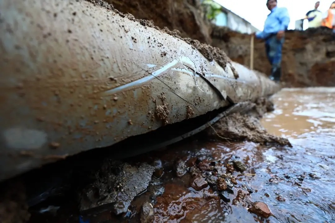 Tuber&iacute;as de ANDA 2