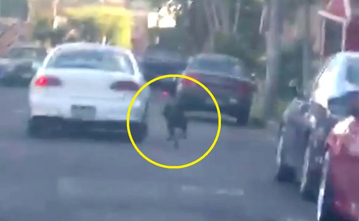 Perro abandonado en la colonia Escal&oacute;n 1