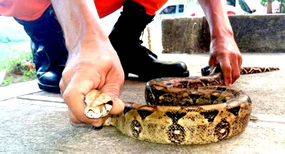 Culebra se ocultaba en una caminadora en San Miguel 2