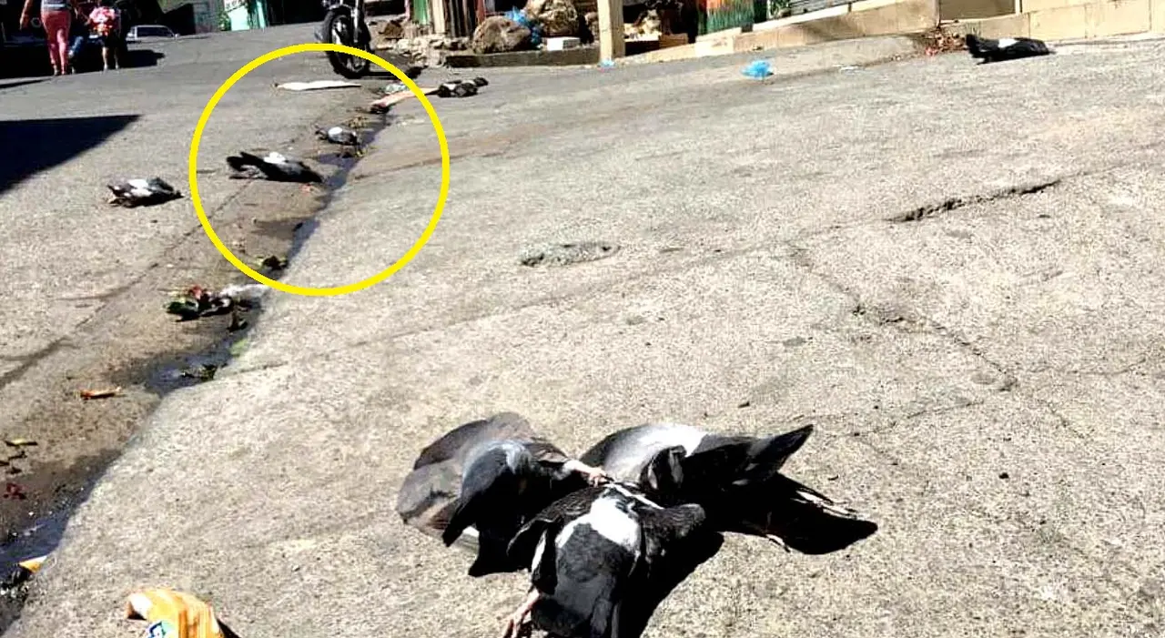 Denuncia envenamiento de palomas en La Uni&oacute;n 1