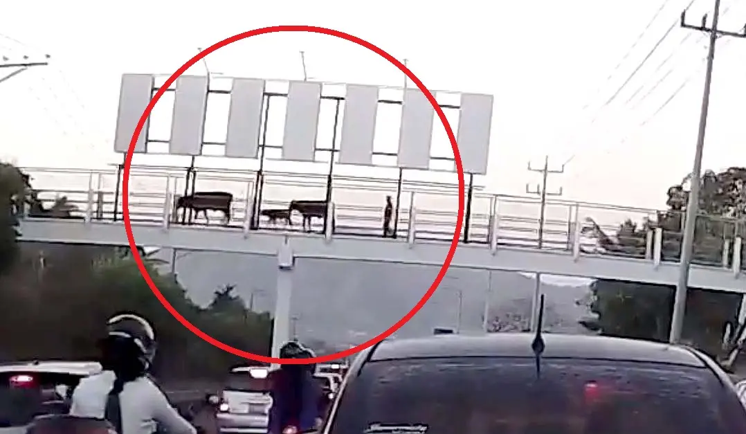 Vacas curzando pasarela del bulevar Constituci&oacute;n