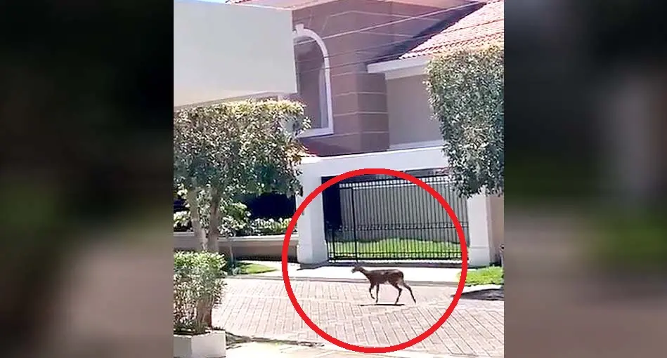 Venados en residencial Palmira 3