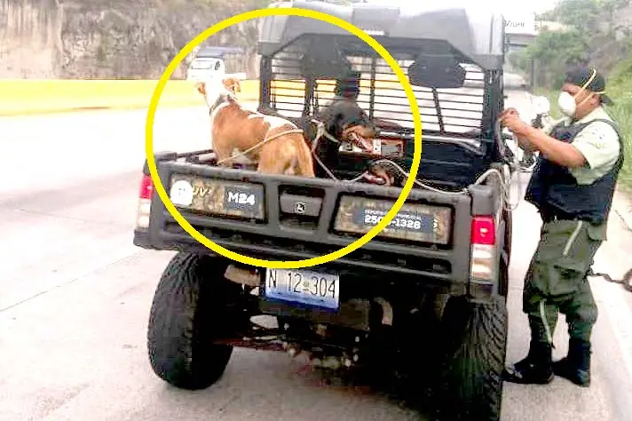 2 rotwailler y 1 pitbull abandonados en la Monse&ntilde;or Romero 3