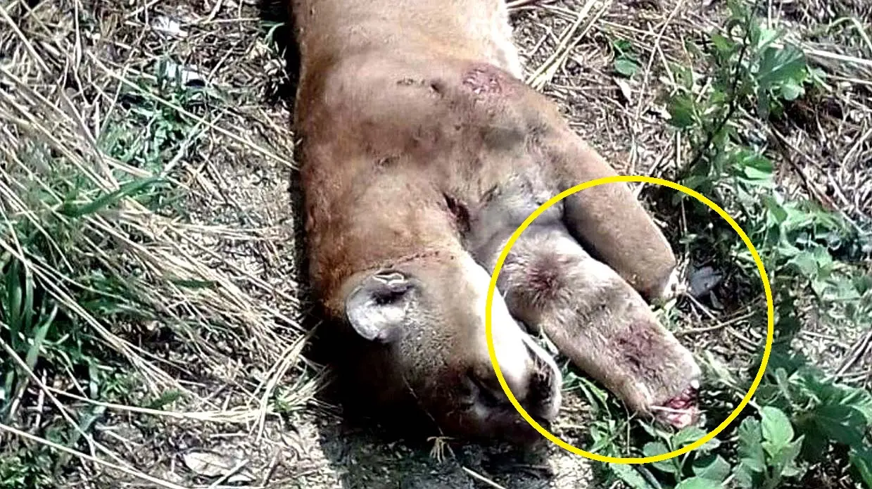 Puma muerto en Chalatenango 3